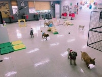 인천애견호텔 개스트하우스, 펫팸족에게 추천 받아 눈길