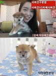 시바견 전문분양센터 착한애견분양본점, 합리적인 분양가격 선보여
