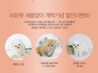 대구강아지분양 미유펫애견샵 새봄맞이 개학기념 할인이벤트