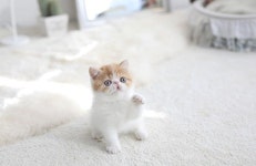 1~3층 단독 테마빌딩 고양이분양샵 집사나라 서울·일산 인기