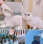 환절기 털관리는 인천 반려동물 미용 야옹아놀자에서…고양이 무마취미용 및 고양이호텔 운영