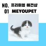 건강하고 다양한 품종보유 강아지분양 애견샵 미유펫