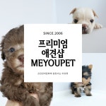 고양이분양 애견샵 미유펫 3대 바이러스 키트검사 무료 진행