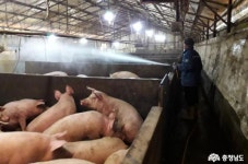 충남도, 가축질병 특별방역 추진