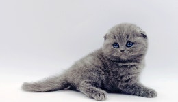 고양이 분양샵 제나캣, 자체브리딩 고양이 분양 할인 이벤트 진행