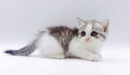 고양이 분양샵 제나캣, 고양이 분양가 할인 및 비대면 홈 딜리버리 서비스 진행