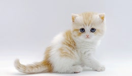 고양이 분양샵 제나캣, 고양이 분양 시 다양한 분양 프로모션과 할인 진행