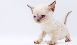 고양이 분양샵 제나캣, 분양가 최대 90% 절감하는 특가 이벤트 진행