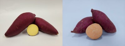 농진청, 고구마 新품종 소담미·호풍미 이때 먹어야 가장 맛있다