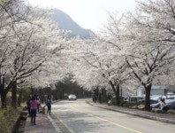 꽃비(雨花) 내리는 계룡산 동학사