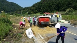 장평면 특수시책 보리밭길 결실 얻어, 보리 수확