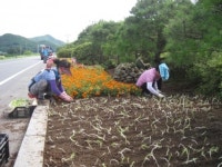 남양면 이창우 구룡3리장 꽃묘 기증