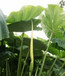 서산 해미읍성. 행운의 토란꽃활짝