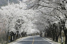 한국의 아름다운 길, 장곡사 벚꽃 길로 나들이 오세요∼
