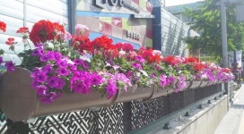 중구, 중앙로 일원 꽃거리 조성