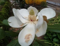 화성면사무소 화단에 태산목 꽃이 활짝피었습니다