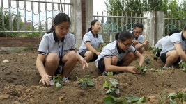서천 서면중, 사랑의 고구마 심기 행사 눈길