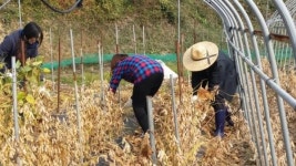 부여군, 농촌일손돕기 구슬땀