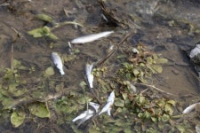 중산천 물고기 폐사 … 공주시 뒷짐