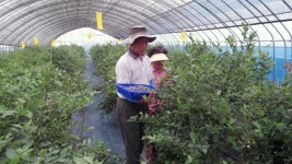 청양군 목면 블루베리 수확 한창