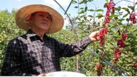 친환경 오미자 새 소득원으로 각광