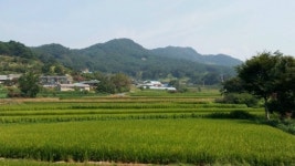 충남도, 고향마을 숲 가꾸기 사업 추진