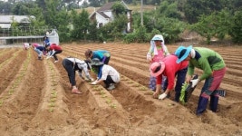 목면사무소, 독거노인 김장 담가주기 위한  사랑의 배추심기