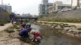 공주시, 제민천에 늘푸른 우리꽃 석창포 식재