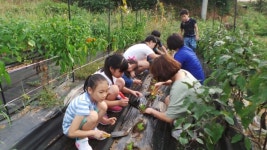 청양 남양초, 텃밭 체험으로 알아가는 오룡골 자연 사랑