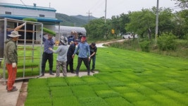 장평면, 벼 육묘장 일손돕기에 구슬땀