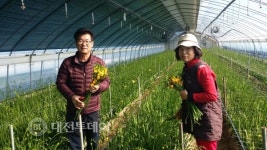 봄의 전령사 당진 프리지어 출하 시작