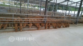 금산군, 축산업 경쟁력 강화 26억 원 투입