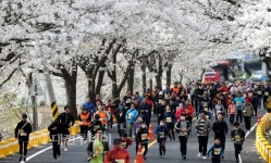 대전 동구, 최고절정 벚꽃길 물사랑대청호마라톤대회 성료
