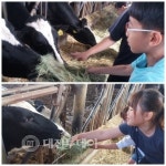 규암초, 송아지에게 우유도 주고, 치즈, 피자도 만들었어요!