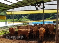 청양군, 여름철 폭염대비 가축피해 예방 홍보