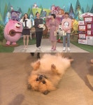 TV 동물농장 오쏠이, 누워서 멍 때리는 게 취미? 언제 어디서든 발라당~