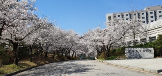 단국대 천안캠퍼스 벚꽃 화려한 자태 뽐내