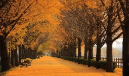 충남도, 더 행복한 삶의 숲 조성 1142억 원 투입