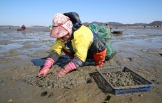 태안군, 게르마늄 바지락 생산단지 조성!