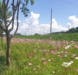 가을 전령사 코스모스 활짝
