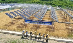 영남대, 영농형태양광 첫 농작물 수확