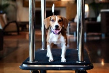 반려동물과 묵기 좋은 호텔