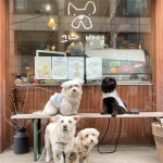 반려동물 입장 가능한 망원동 펫 프렌들리 가게