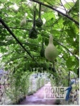 “가을 정취에 취한다” … 전북 고창 안현마을 조롱박 터널
