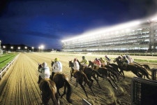 자마들 대거 입성 예정, 씨수말 사이먼퓨어 살펴보니