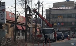 김제시, 도심권 가로수 가지치기작업 ‘시행’