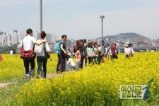 서래섬 유채꽃밭의 많은 시민들