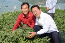 달성군,  옥포수박 본격 출하