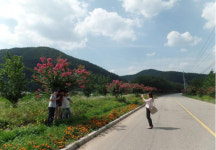 영덕 달산면 배롱나무 여름 꽃길에 반하나 안반하나...