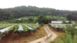[특집-천안 노태공원 문제] (11) 천안시, 응모업체 제안서 모두 공개해야